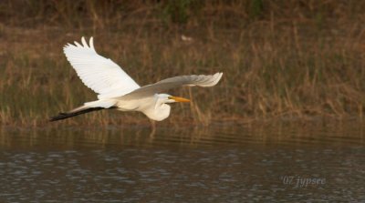 great egret fly by