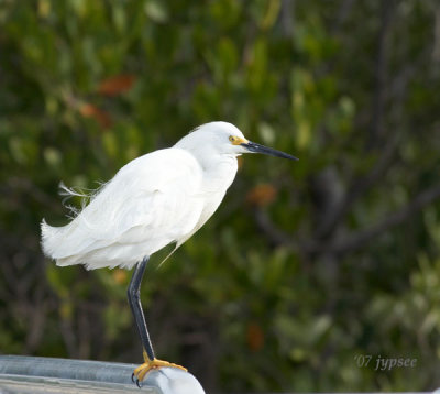 snowy egret on the observation rail