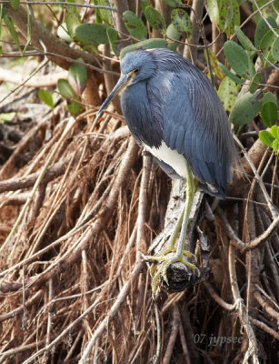 tricolor heron hunting in mangrove roots
