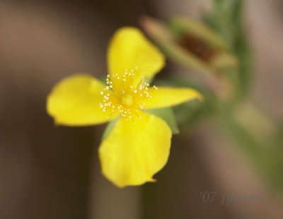 heart-leaved-st.-peter's-wort