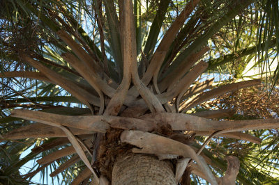 palm canopy