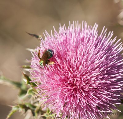 Green Metallic Bee - Agapostemon
