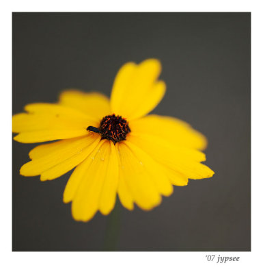 coreopsis with guest