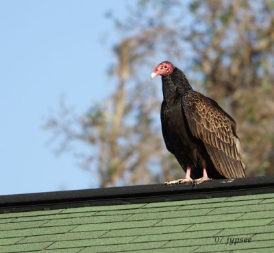 turkey vulture on the neighbor's roof