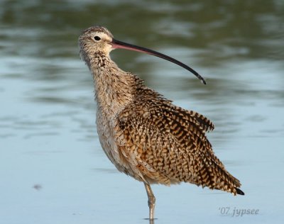 long billed curlew