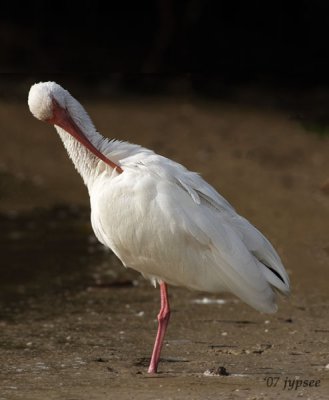 ibis preening