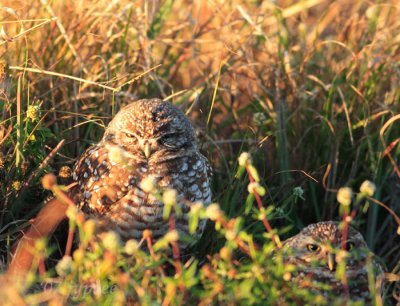 burrowing owl nesting season has begun