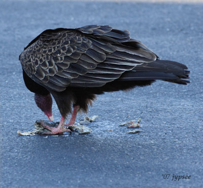 why the vulture is waiting on the neighbor's roof