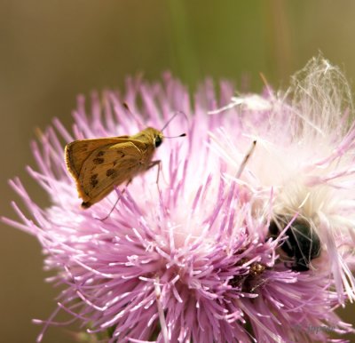 whirlabout  skipper and friend