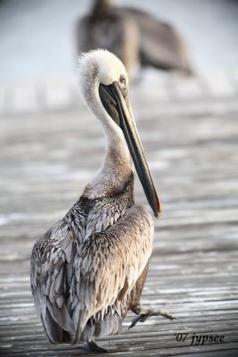 brown pelican walking on the pier