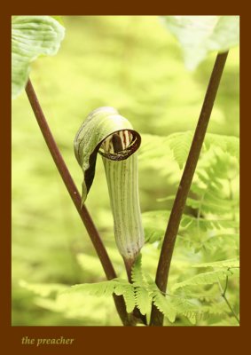 jack in the pulpit is preaching today