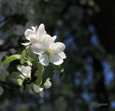 apple blossom