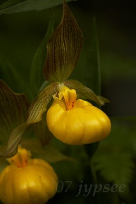 Large Yellow Lady's Slippers