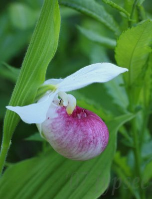 showy lady's slipper orchid