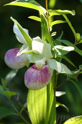 show lady's slipper orchids