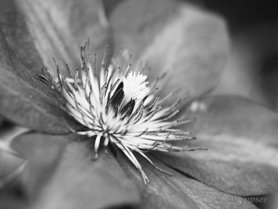 clematis blossom