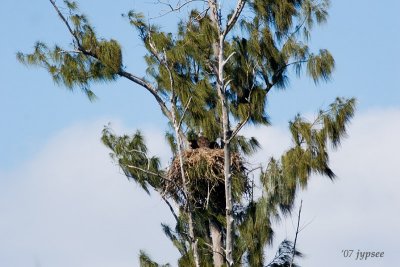 eagles nest in australian pine