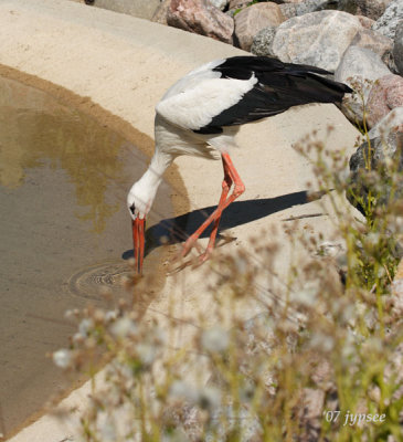 stork