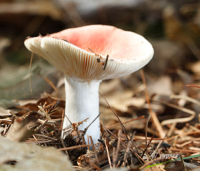 fungi pink