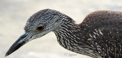 juvenile yellow crowned night heron