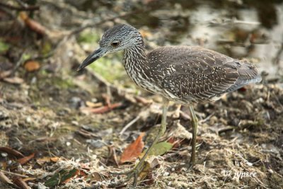 juvenile yellow crowned night heron on the hunt