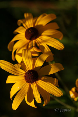 roadside rudbeckia