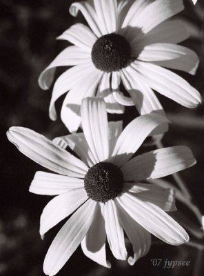 two rudbeckia