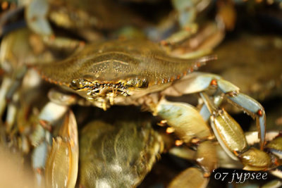 blue crab ...in not so hot focus...