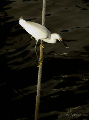 snowy egret with catch