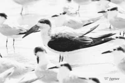 black (and white) skimmer