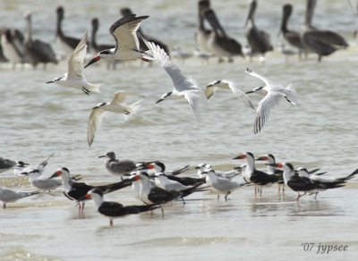 flock of terns and black skimmers