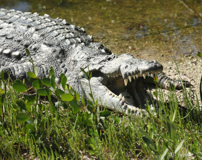 female american crocodile
