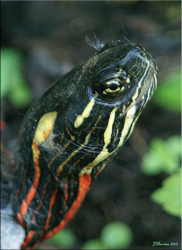 Turtle Snout