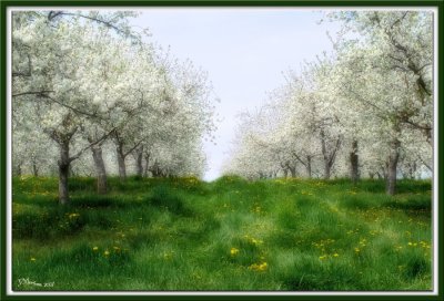 Orchard Dreams