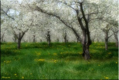 Under the Apple Trees