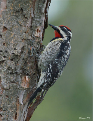 Yellow-bellied Sapsucker