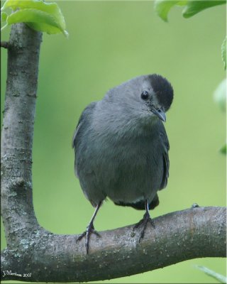 Jerry, My Catbird Buddy