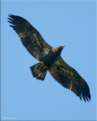 Bald Eagle ~ Juvenal Plumage