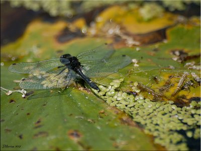 Dot-tailed Whiteface and Nymphs