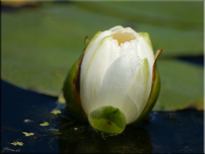 Water Lily Bud