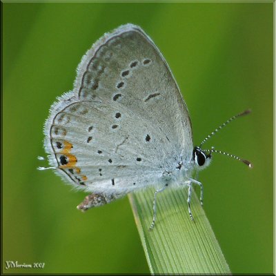 Eastern Tailed Blue Male
