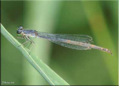 Ischnura verticalis ~ Eastern Forktail Maturing Female