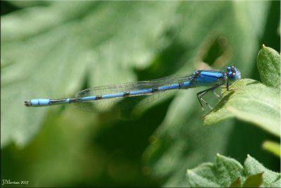 Enallagma civile ~ Familiar Bluet Male