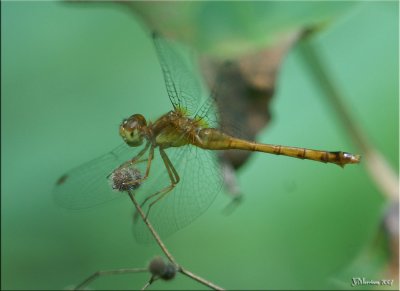 First of Season Autumn Meadowhawk