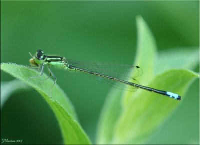 Ischnura verticalis ~ Eastern Forktail Male with Lunch