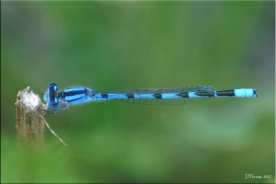 Possible Hagen's Bluet