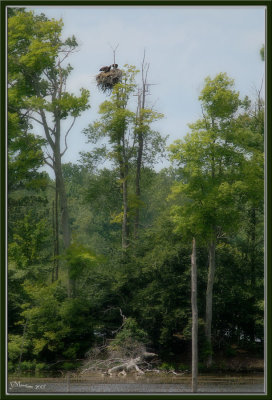 Bald Eagle Nest site