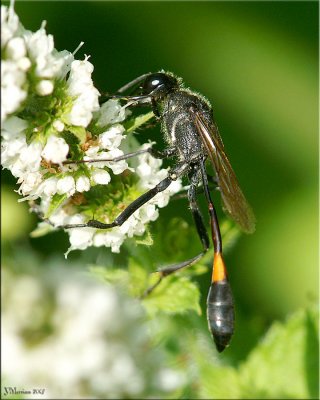 Thread-waisted Wasp