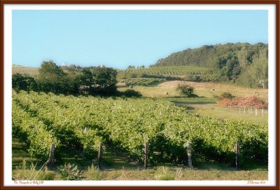 The Vineyards at Bully Hill