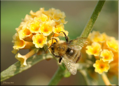 Bumble On Buddleia